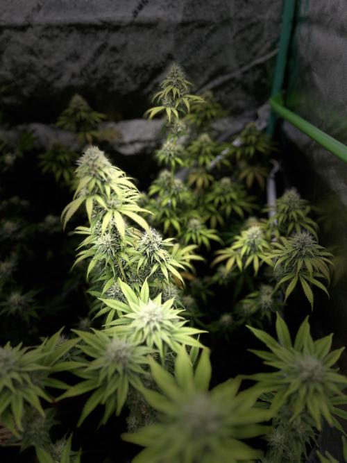 Mix pack 42fastbus. Week 5 - U