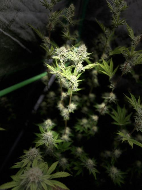 Mix pack 42fastbus. Week 5 - U