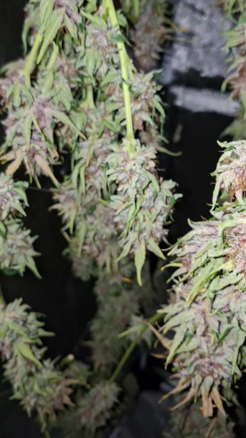 AUTO XL PACHAMAMA MIX