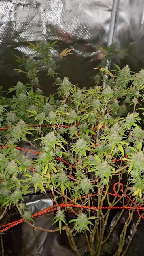 Apple Cookies and Wedding Gelato