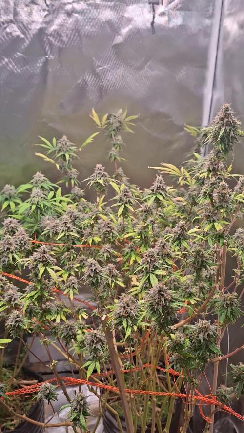 Apple Cookies and Wedding Gelato