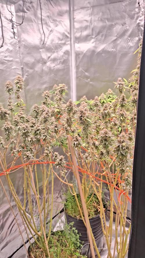 Apple Cookies and Wedding Gelato