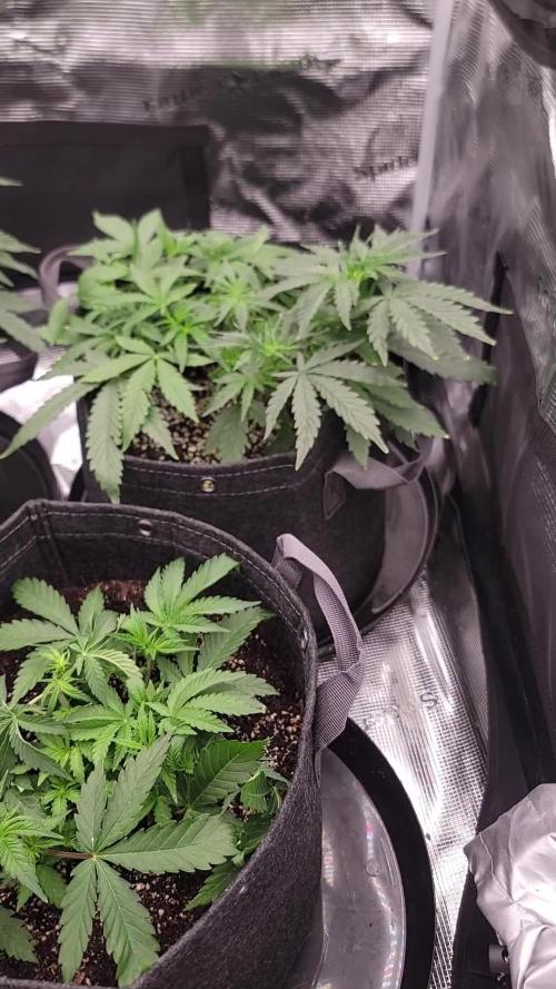 Banana bread auto & all gas og auto