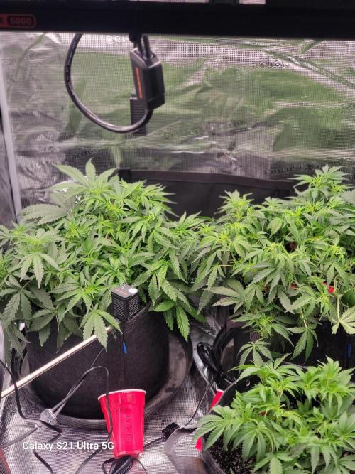 Banana bread auto & all gas og auto. Week 5