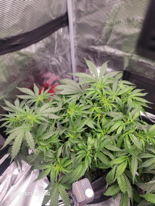 Banana bread auto & all gas og auto. Week 5 - All gas og auto