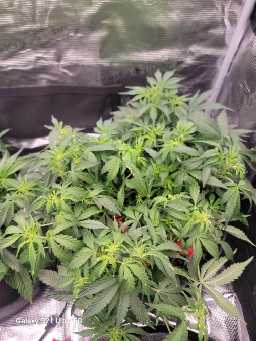 Banana bread auto & all gas og auto. Week 5 - Banana bread auto 