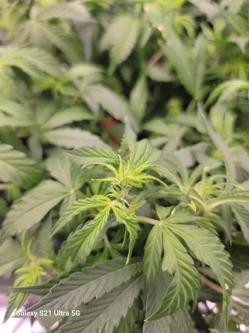 Banana bread auto & all gas og auto. Week 5