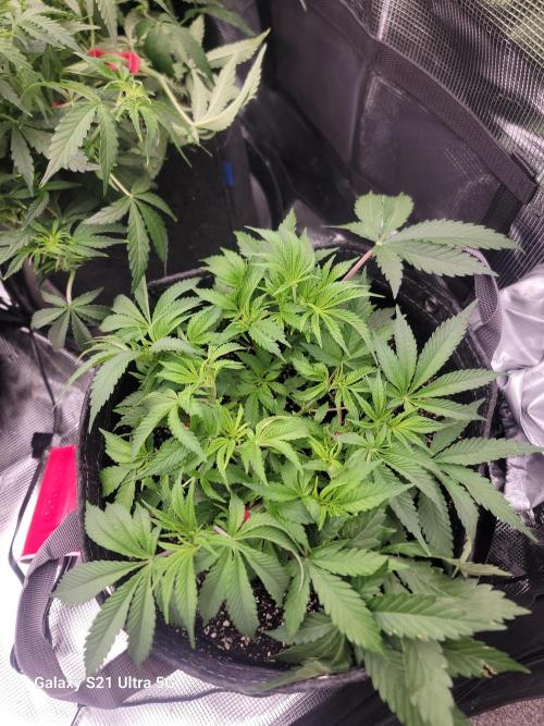 Banana bread auto & all gas og auto. Week 5 - Kalini asia 