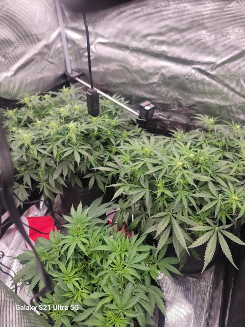 Banana bread auto & all gas og auto. Week 6