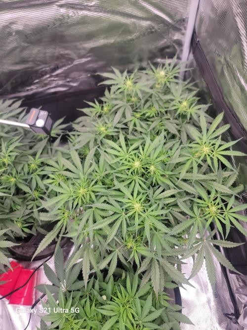 Banana bread auto & all gas og auto. Week 6