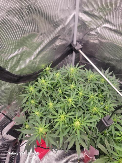 Banana bread auto & all gas og auto. Week 6