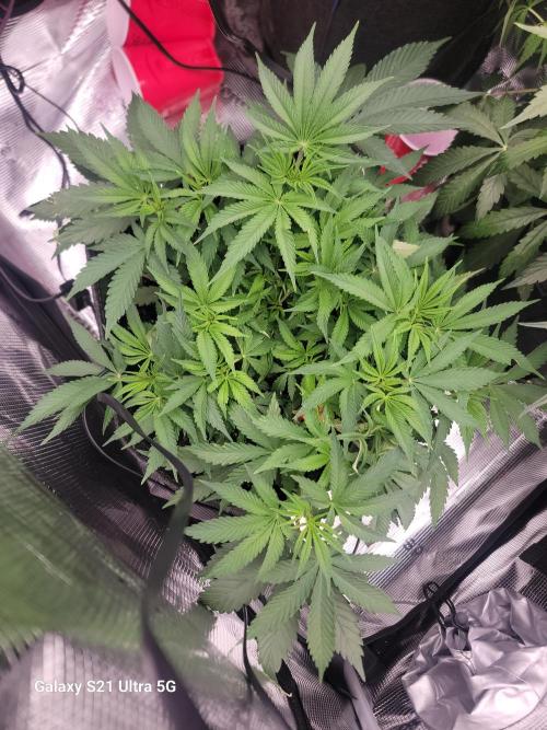 Banana bread auto & all gas og auto. Week 6