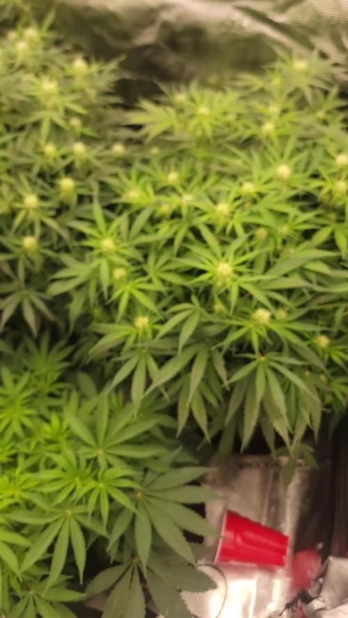 Banana bread auto & all gas og auto