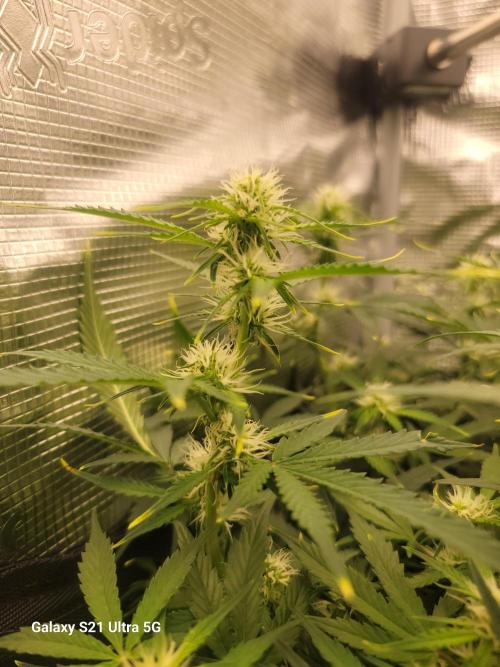 Banana bread auto & all gas og auto. Week 7