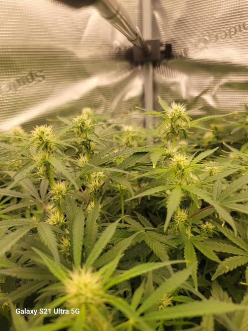 Banana bread auto & all gas og auto. Week 7