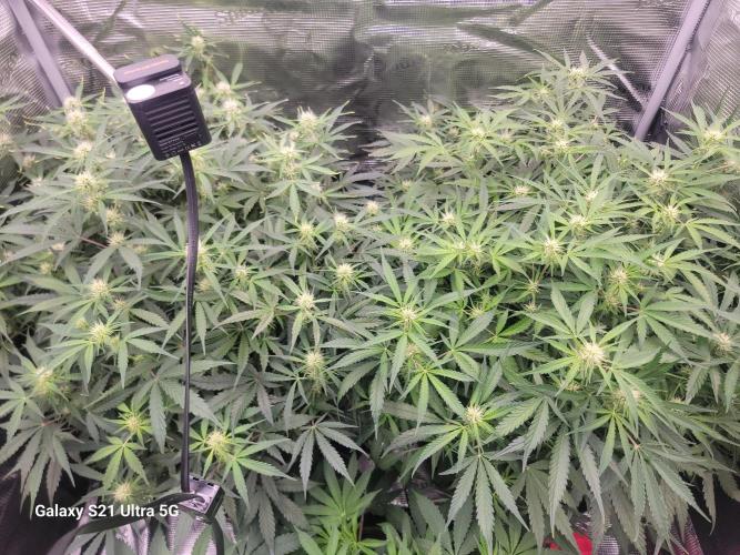 Banana bread auto & all gas og auto. Week 7