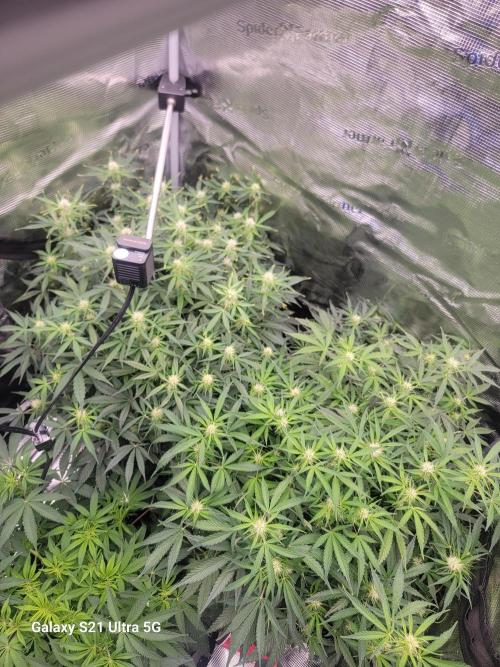 Banana bread auto & all gas og auto. Week 7