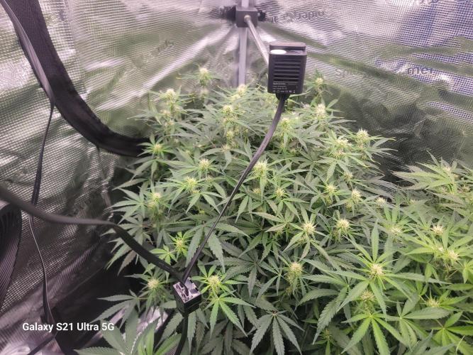 Banana bread auto & all gas og auto. Week 7