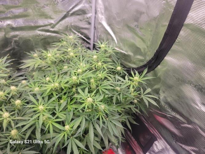 Banana bread auto & all gas og auto. Week 7