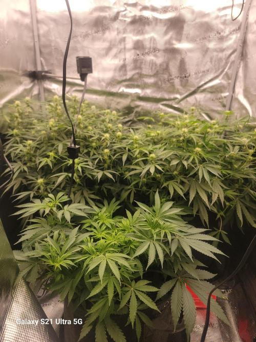 Banana bread auto & all gas og auto. Week 7