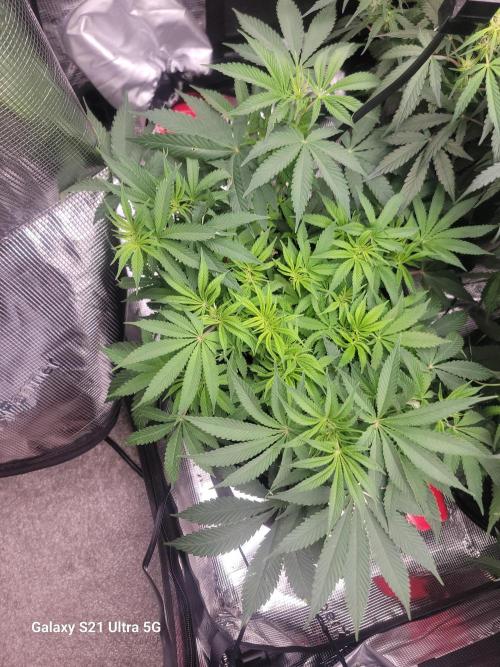 Banana bread auto & all gas og auto. Week 7