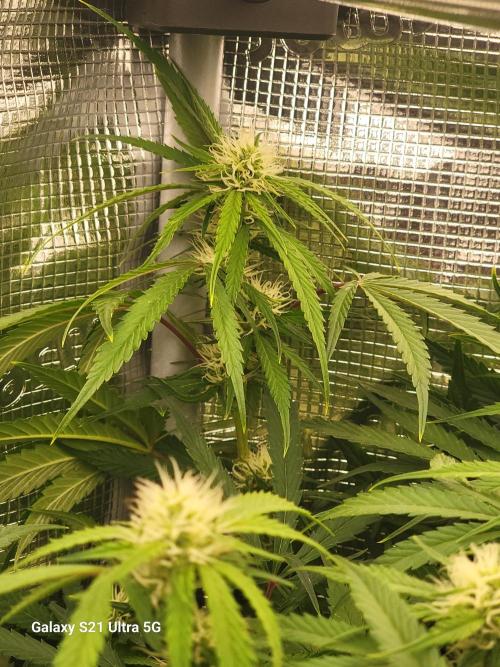 Banana bread auto & all gas og auto. Week 8