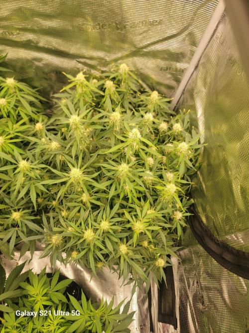 Banana bread auto & all gas og auto. Week 8 - All gas auto og