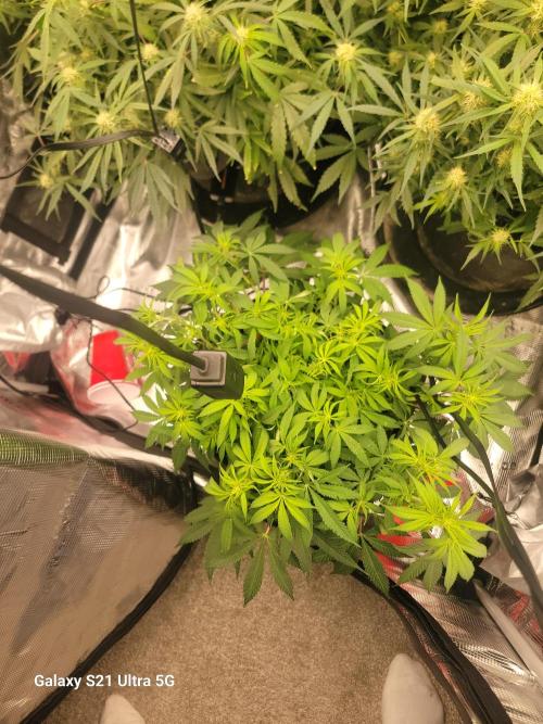 Banana bread auto & all gas og auto. Week 8