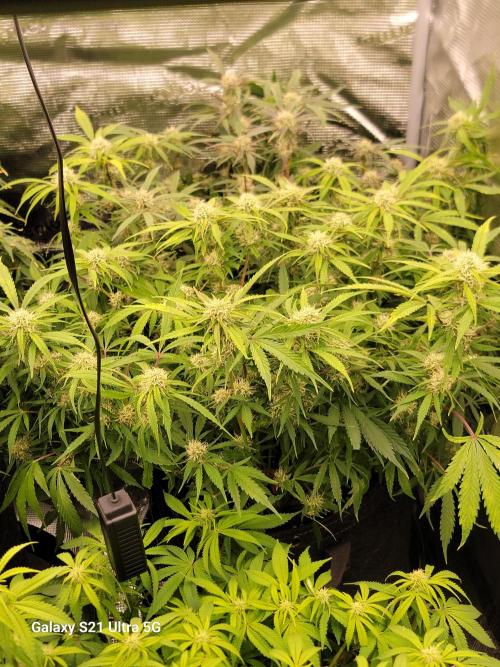 Banana bread auto & all gas og auto. Week 9