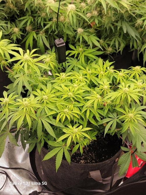 Banana bread auto & all gas og auto. Week 9