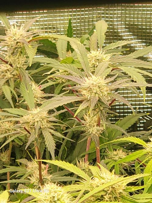 Banana bread auto & all gas og auto. Week 9