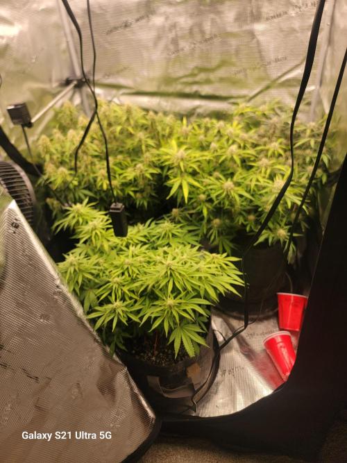 Banana bread auto & all gas og auto. Week 10