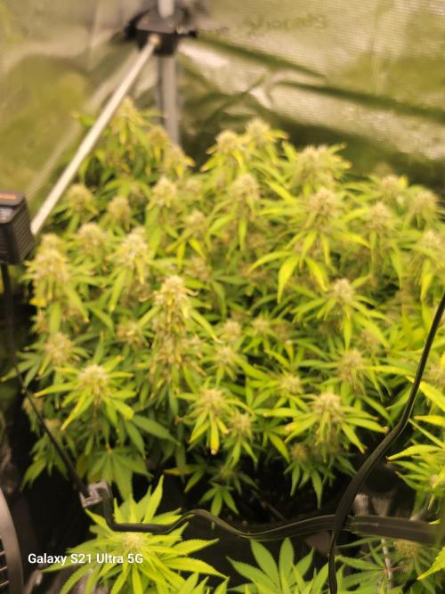 Banana bread auto & all gas og auto. Week 10