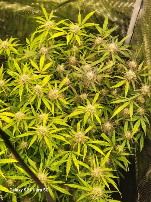 Banana bread auto & all gas og auto. Week 10