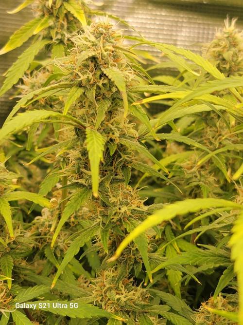 Banana bread auto & all gas og auto. Week 10