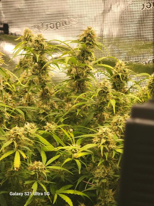 Banana bread auto & all gas og auto. Week 10