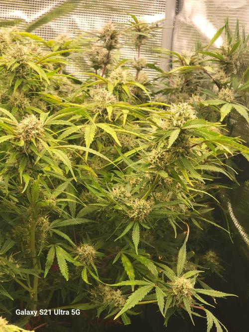 Banana bread auto & all gas og auto. Week 10