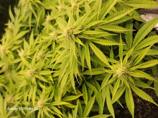 Banana bread auto & all gas og auto. Week 10