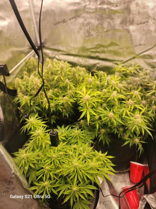 Banana bread auto & all gas og auto. Week 10