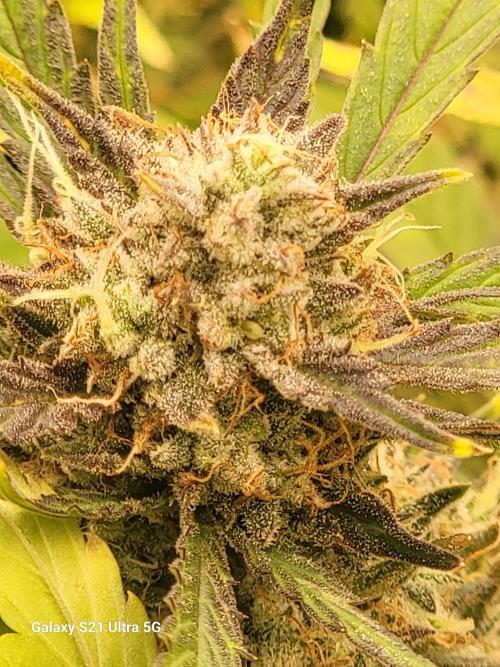 Banana bread auto & all gas og auto. Week 11