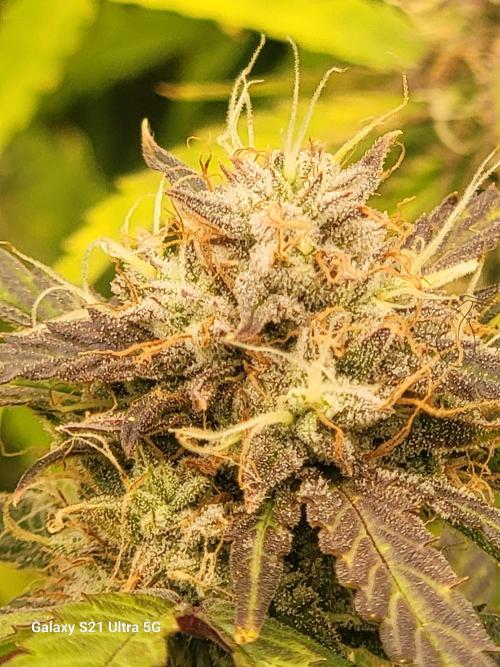 Banana bread auto & all gas og auto. Week 11