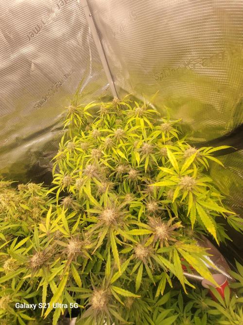 Banana bread auto & all gas og auto. Week 11