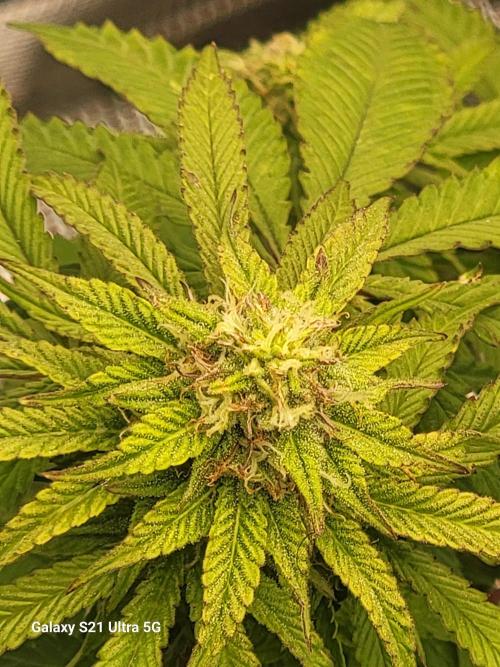 Banana bread auto & all gas og auto. Week 11