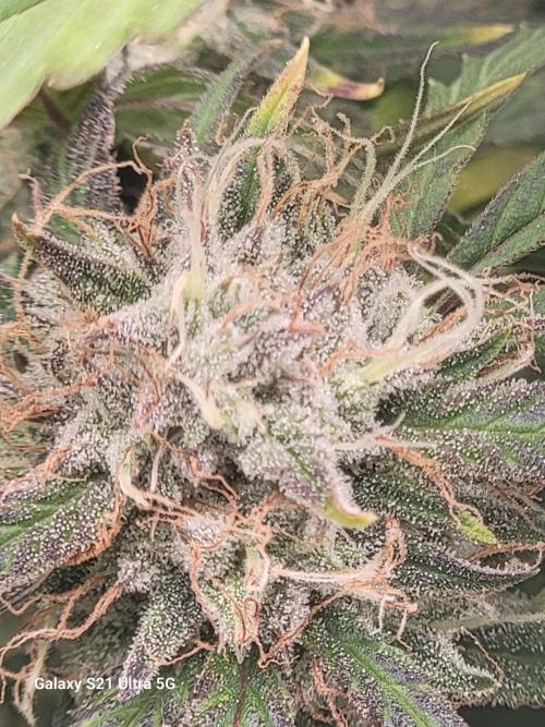 Banana bread auto & all gas og auto. Week 11