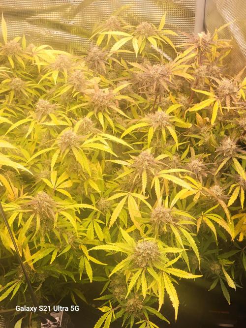 Banana bread auto & all gas og auto. Week 12