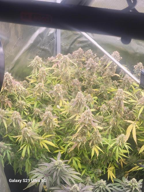 Banana bread auto & all gas og auto. Week 12