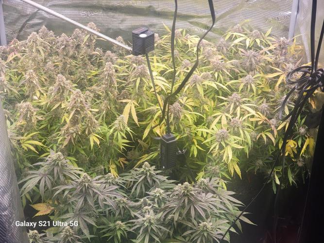 Banana bread auto & all gas og auto. Week 12