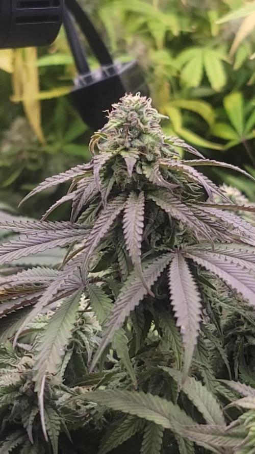 Banana bread auto & all gas og auto