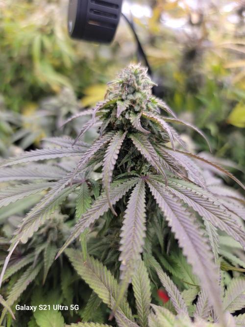 Banana bread auto & all gas og auto. Week 12 - Kalini asia  week 4 of flower