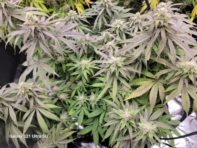 Banana bread auto & all gas og auto. Week 12 - Kalini asia 